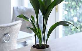 Shade Tolerant House Plants