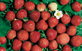 Strawberry Plants