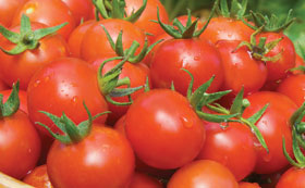 Tomato Plants