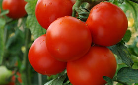 Tomato Seeds