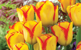 Tulip Bulbs