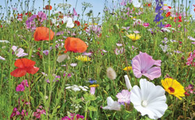 Wildflower Seeds