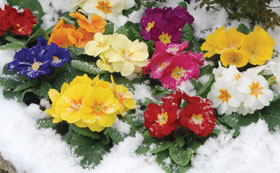 Winter Bedding Plants