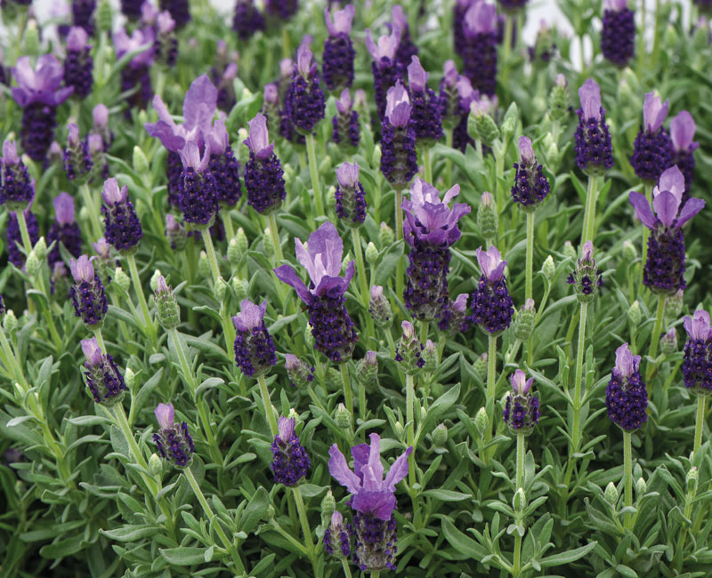 Lavender 'Favourite Summer Improved'