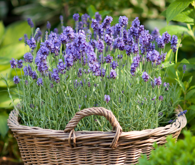 Lavender 'Munstead'
