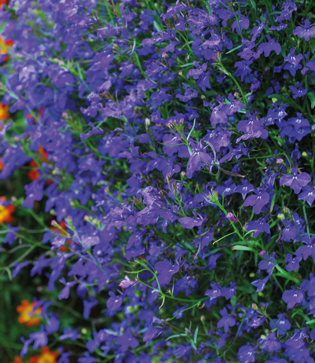 Lobelia 'Monsoon'