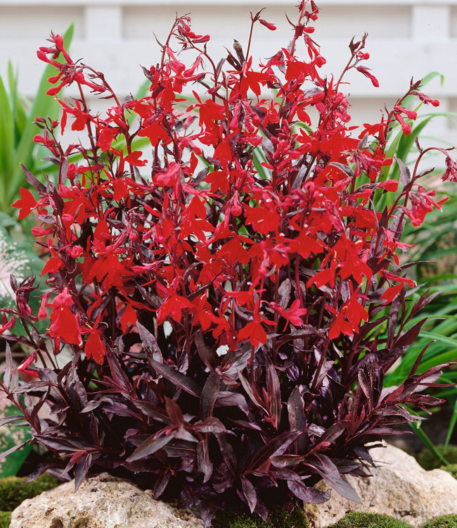 Lobelia 'Queen Victoria'