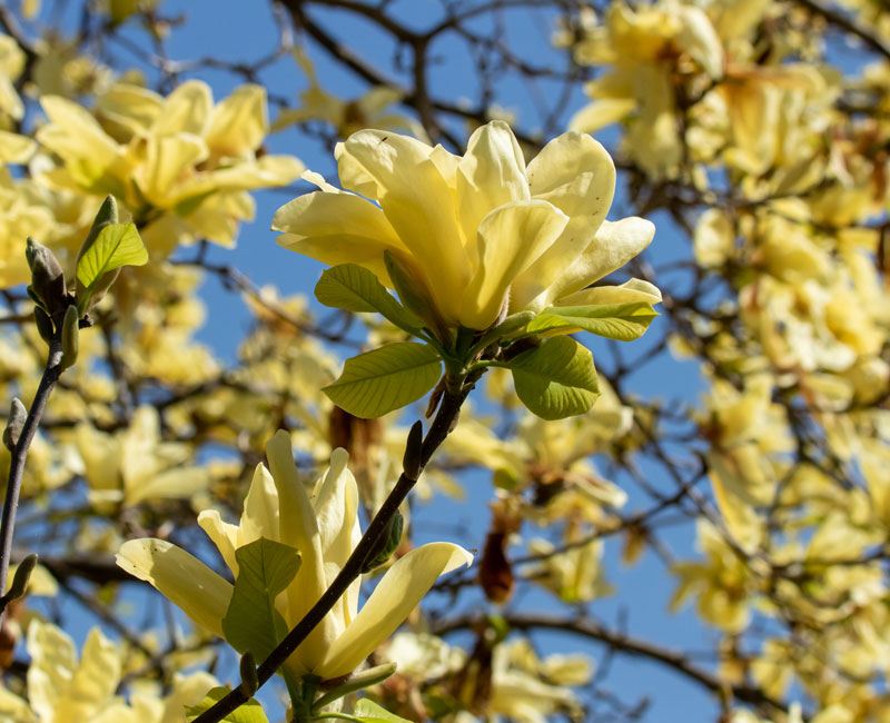 Magnolia 'Yellow Bird'