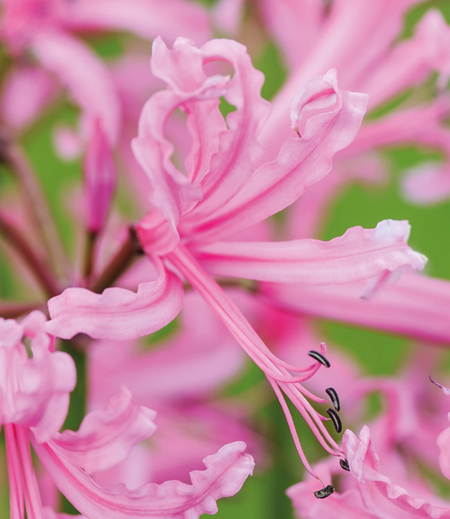 Nerine bowdenii 'Pink'