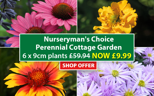 Nurseryman's Choice Perennial Cottage Garden
