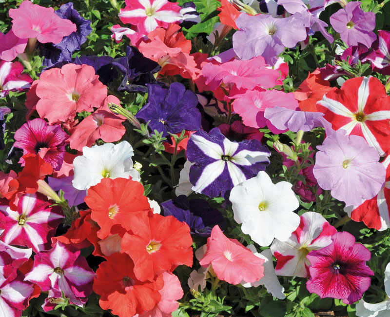 Nurseryman's Choice Summer Bedding