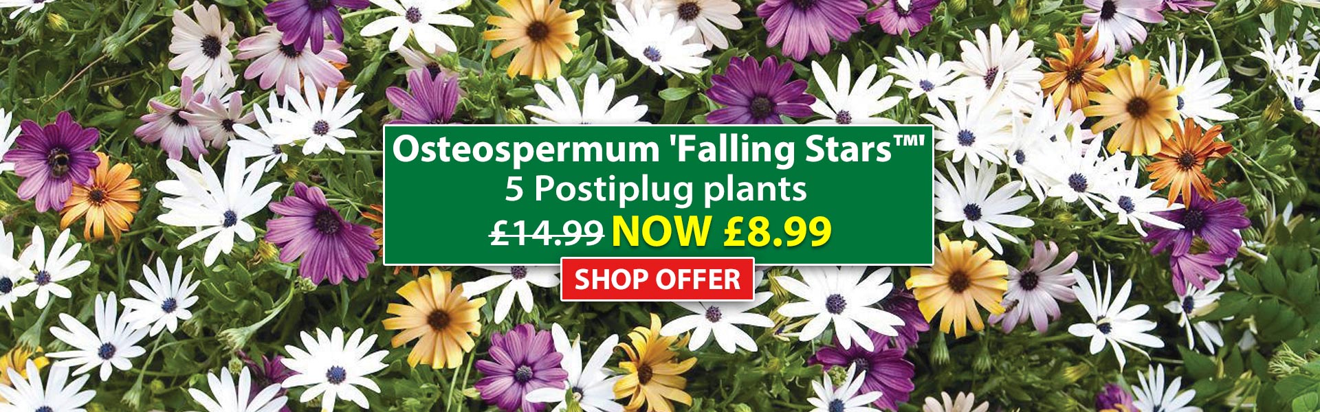 Osteospermum 'Falling Stars™'