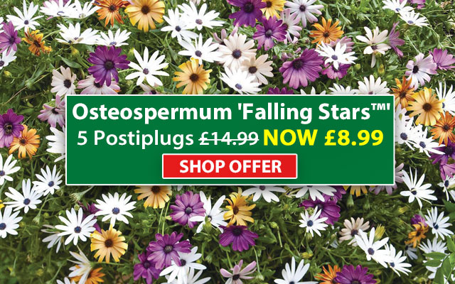 Osteospermum 'Falling Stars™'