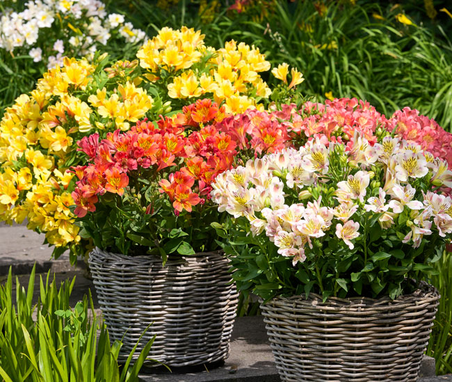 Patio Plants