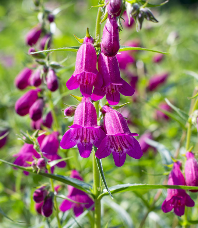 Penstemon 'Ice Cream Collection'