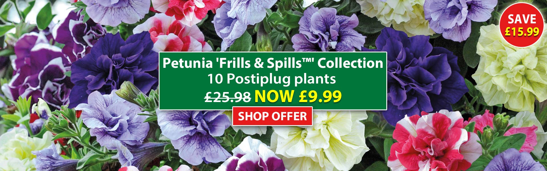 Petunia 'Frills & Spills™' Collection