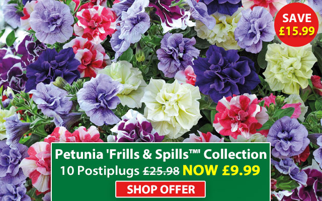 Petunia 'Frills & Spills™' Collection