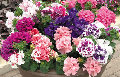 Petunia 'Orchid-Flowered Mixed'