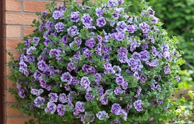 Petunia 'Priscilla'