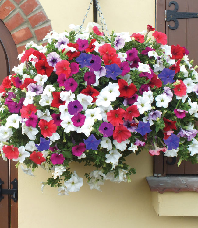Petunia 'Surfinia' Collection