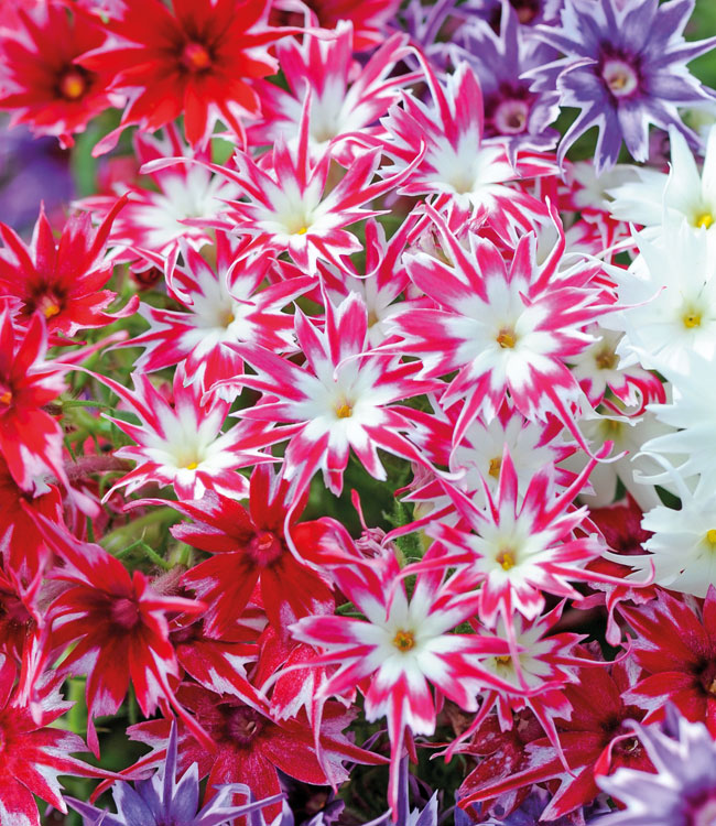 Phlox 'Pop Stars Mixed'