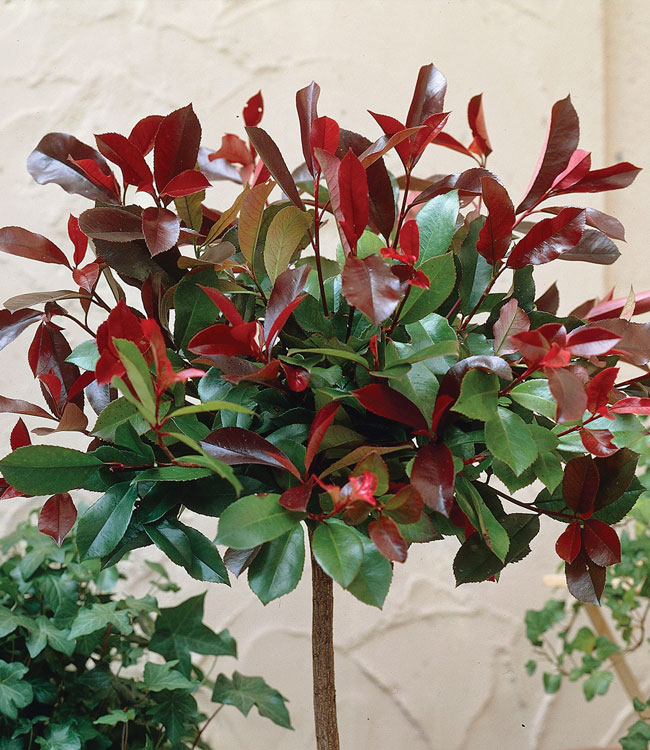 Photinia 'Red Robin'