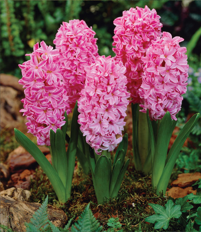 Hyacinth 'Pink Pearl' Gift