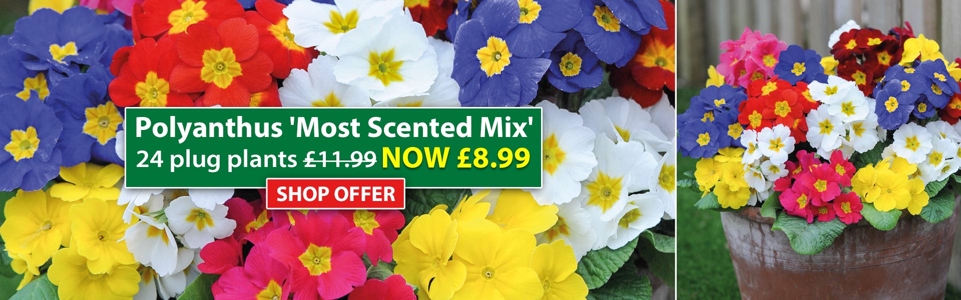 Polyanthus 'Most Scented Mix'