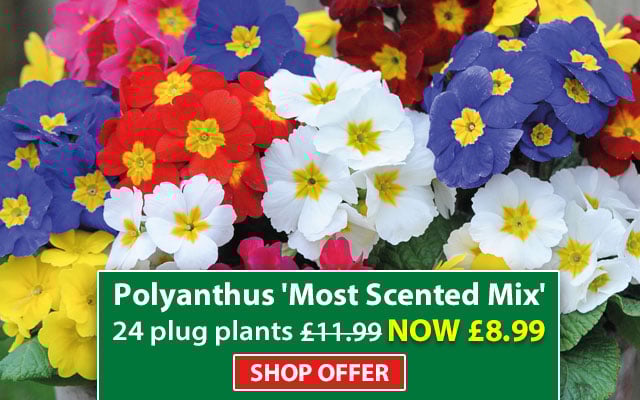 Polyanthus 'Most Scented Mix'