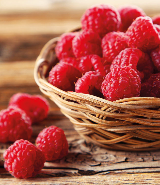 Raspberry Full Season Collection