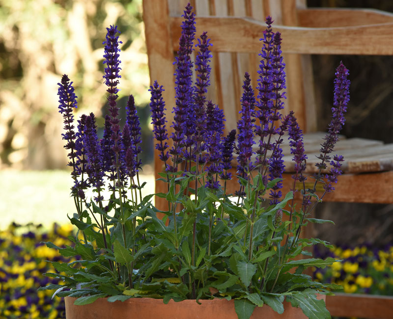 Salvia 'Salvatore Deep Blue'