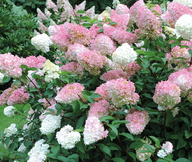 Shrubs