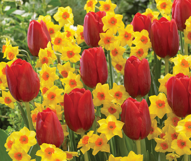 Spring Flowering Bulbs