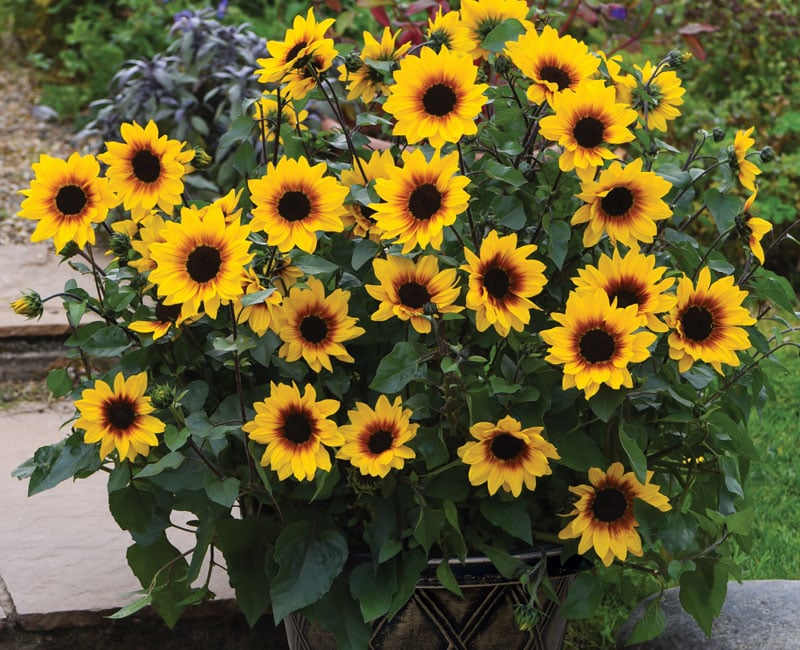 Sunflower 'Brown Eyed Girl'