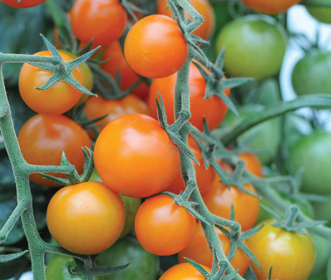 Tomato 'Sungold'