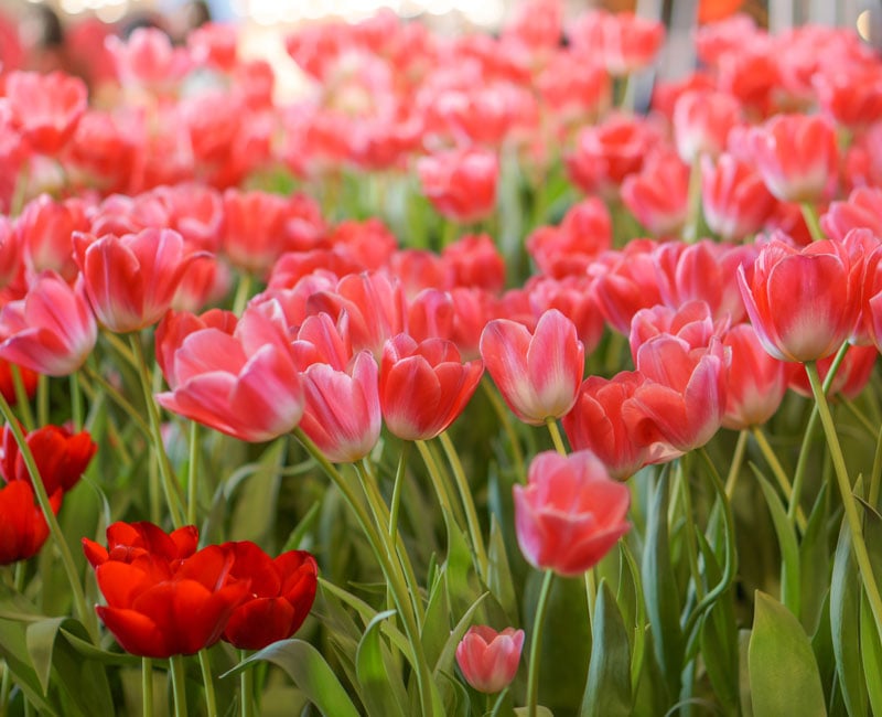 Tulip Patio Mix