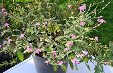 Verbena 'Lavender Lace'