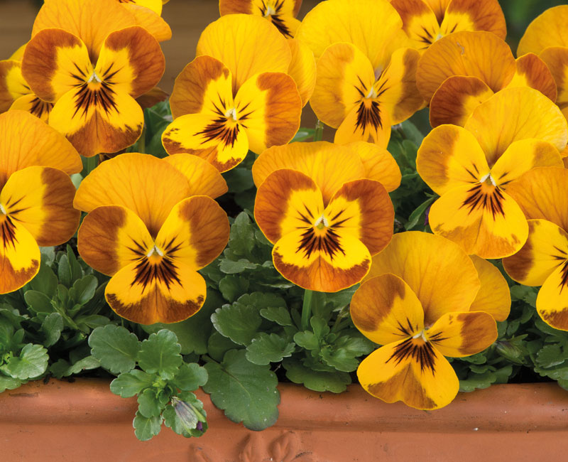 Viola F1 'Sorbet™ Honeybee'