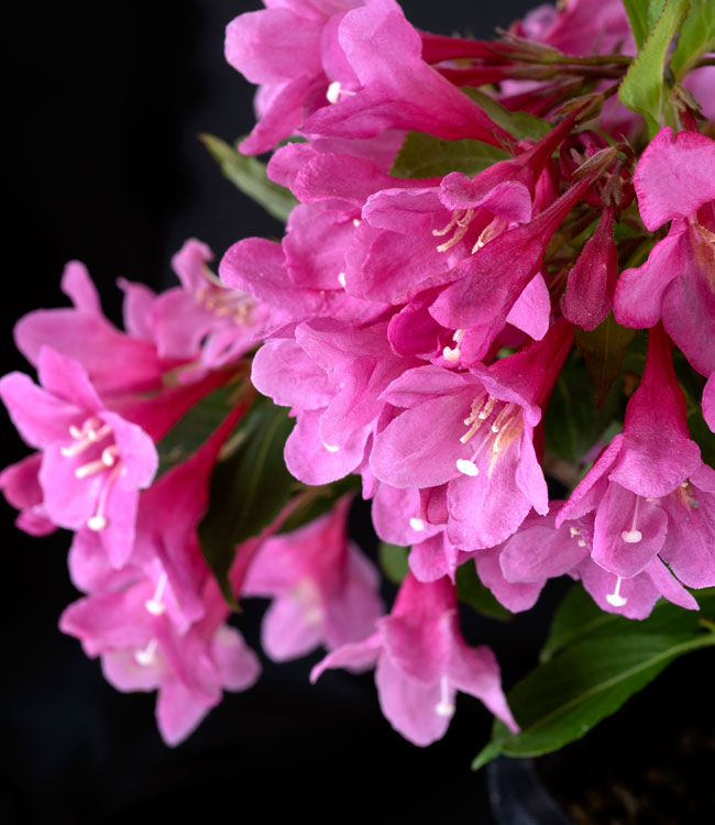 Weigela Towers of Flowers® 'Cherry'