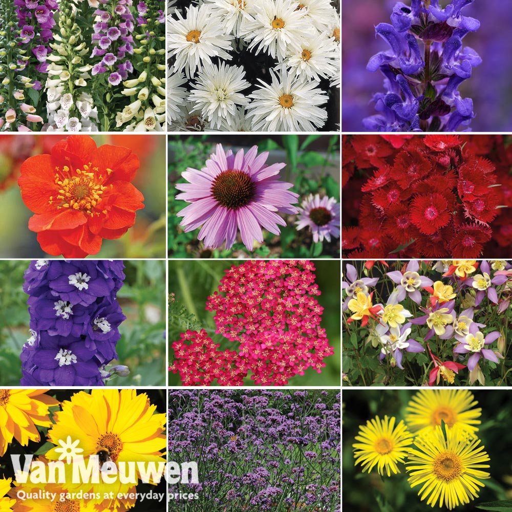 Best Value Perennial Collection