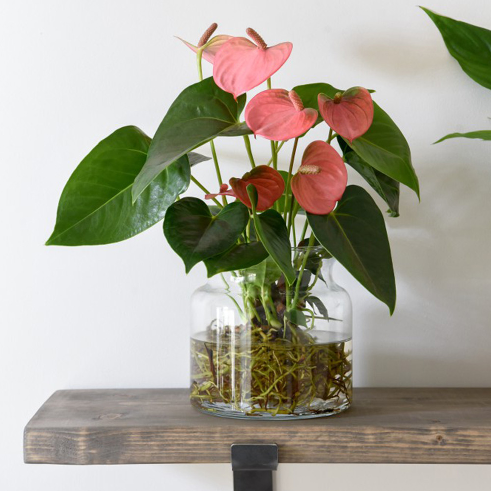 Anthurium Aqua Salmon in Sierglass (House Plant)