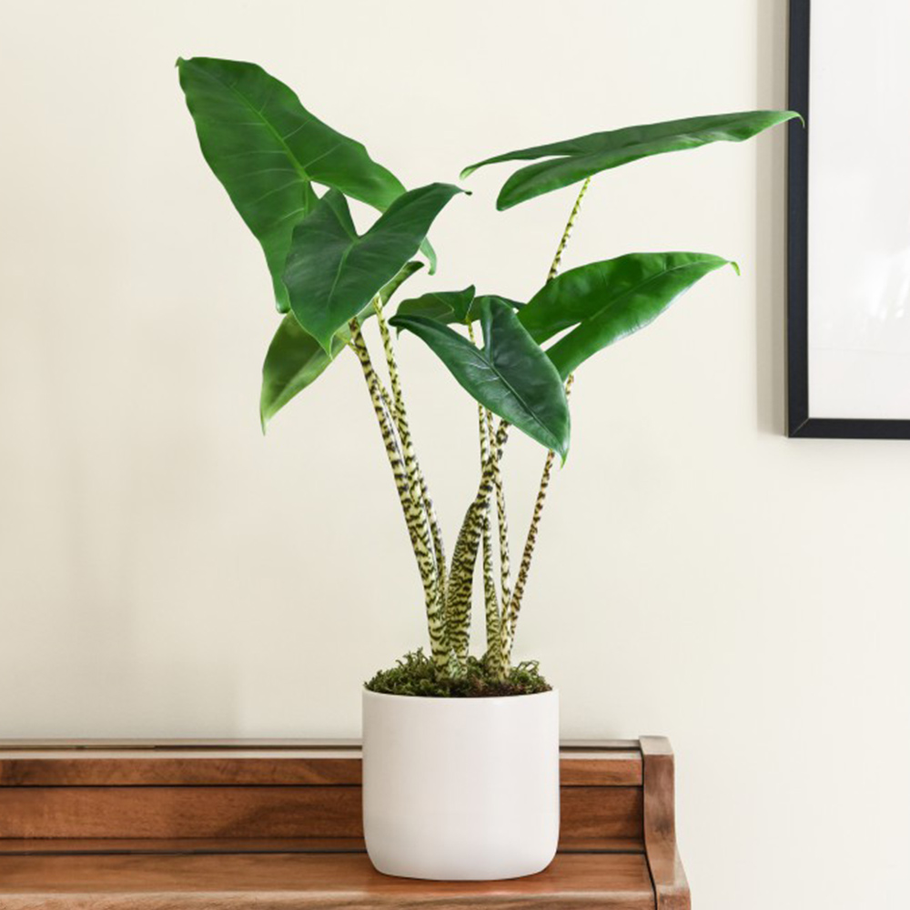 Alocasia zebrina (House Plant)