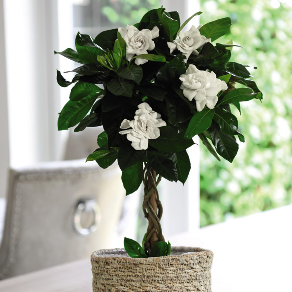 Gardenia Standard with Twisted Stem (House plant)