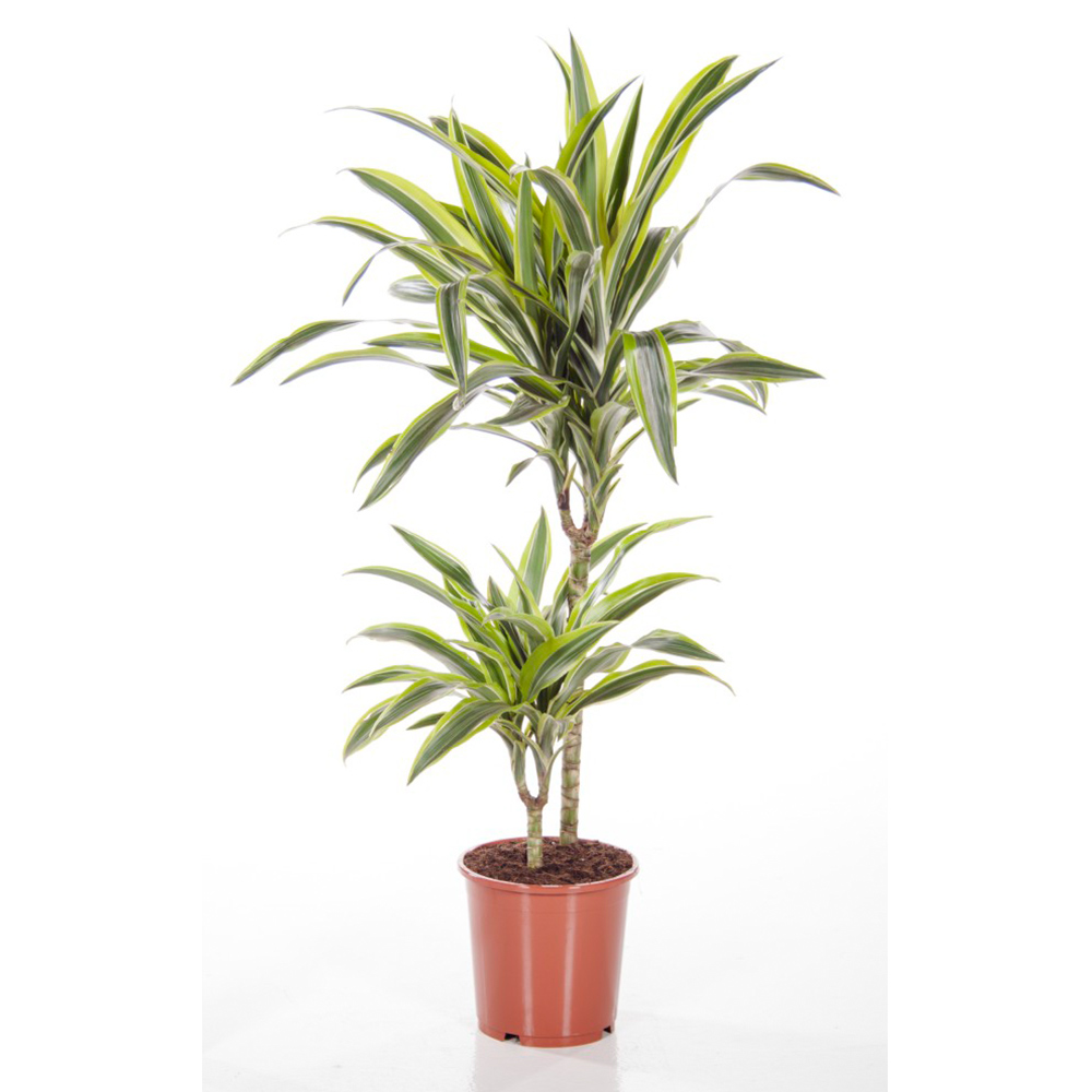 Dracaena fragrans (Deremensis Group) 'Lemon Lime' (House Plant)