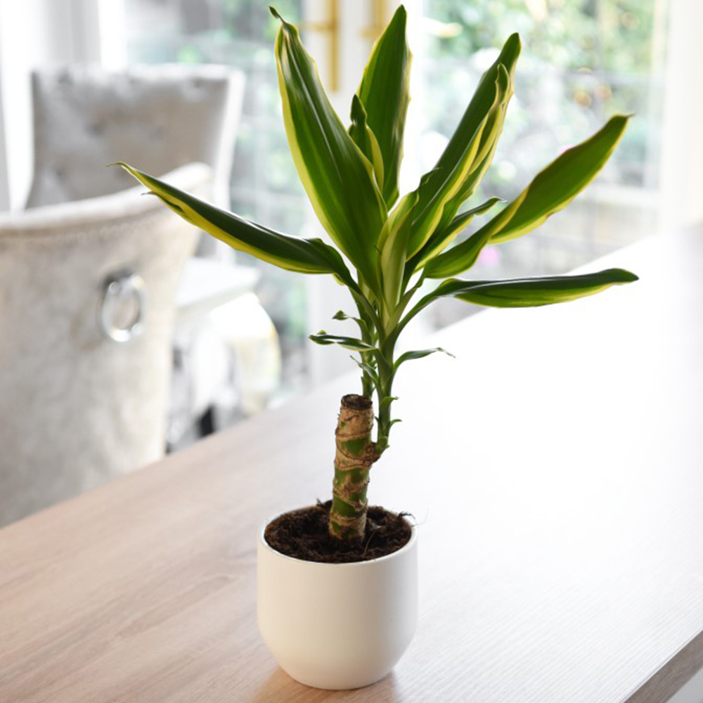 Dracaena fragrans 'Golden Coast' (House Plant)