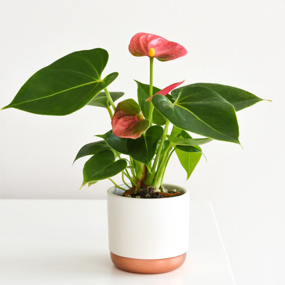 Anthurium andraeanum (House Plant)