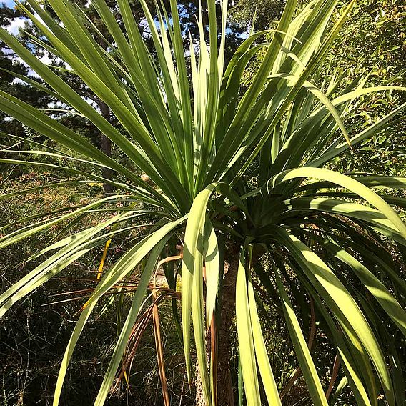 Cordyline australis Verde atlantic green at Van Meuwen