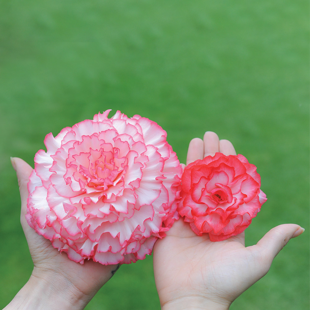 Begonia 'Prima Donna Blush'