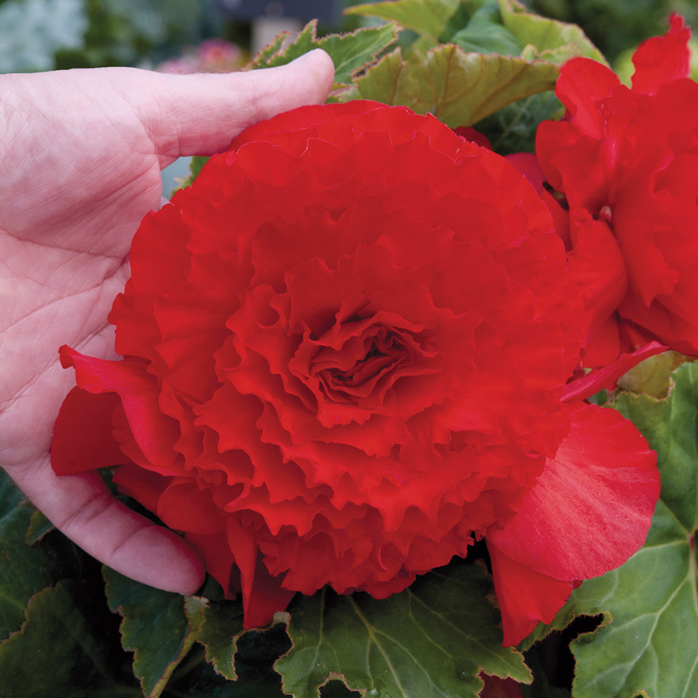 Begonia 'Prima Donna Red'