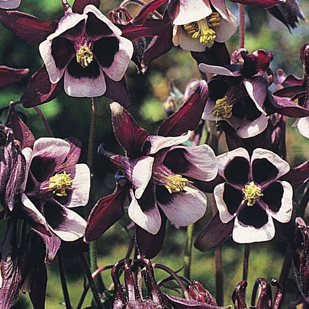 Aquilegia 'Magpie'